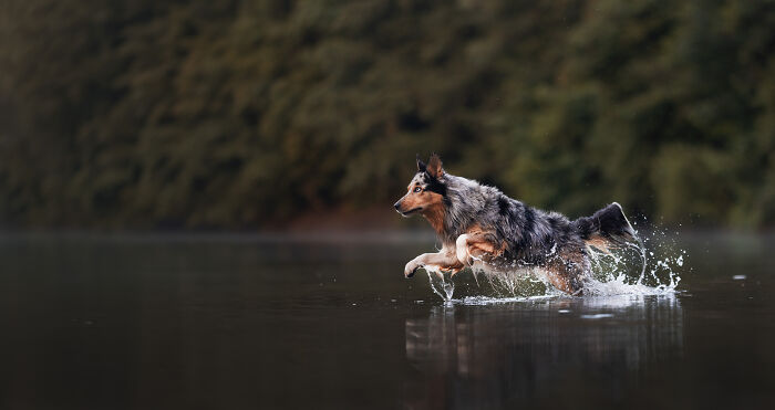 I Am A Dog Photographer And I Try To Capture The Dogs Personality