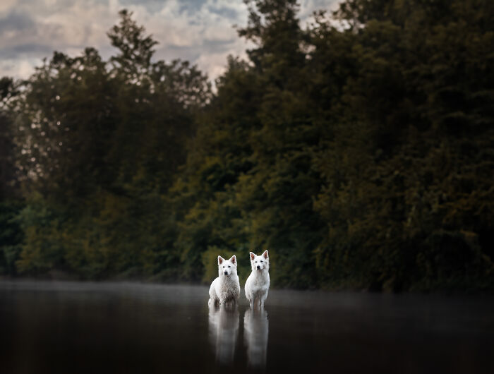 I Am A Dog Photographer And I Try To Capture The Dogs Personality