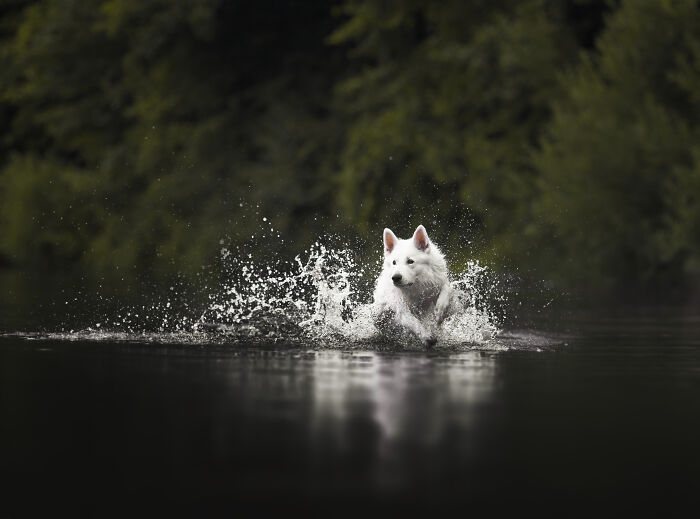 I Am A Dog Photographer And I Try To Capture The Dogs Personality