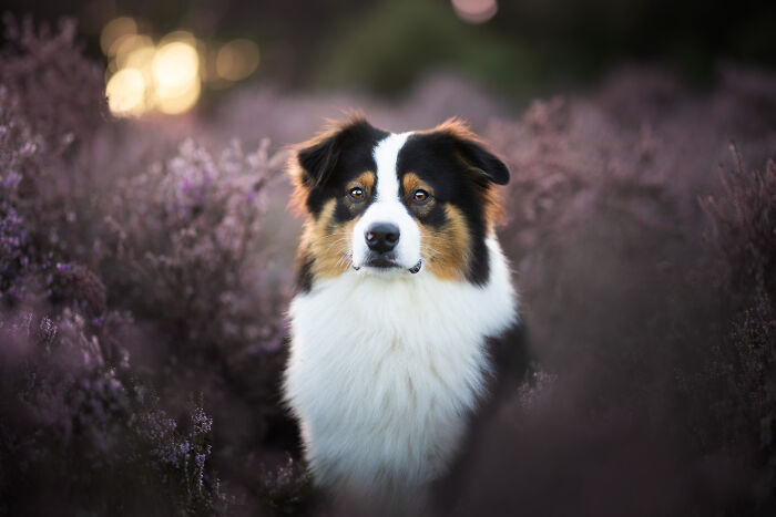 I Am A Dog Photographer And I Try To Capture The Dogs Personality