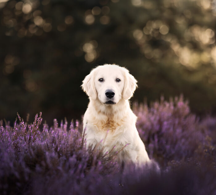 I Am A Dog Photographer And I Try To Capture The Dogs Personality