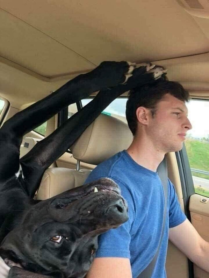  A dog meme featuring a humorous photo of a large black dog lying upside down in a car, with its legs stretched up and resting on the ceiling. The dog’s head is resting on the driver’s shoulder, and the driver, a young man in a blue shirt, is looking forward with a slightly concerned expression. The dog's playful and relaxed position contrasts with the driver's serious demeanor, creating a funny and endearing moment.