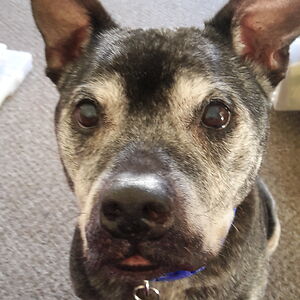 alexandrabrowning2013 avatar