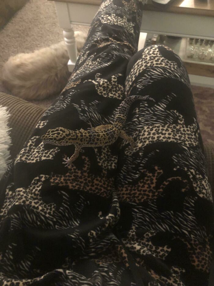 A Lot Of Leopard Going On