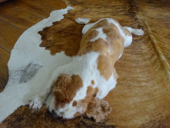 Splooting In The Cow Hide