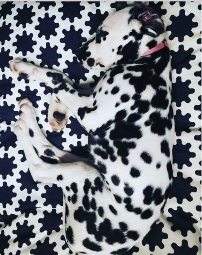 Mayble Has Perfected The Art Of Camouflage