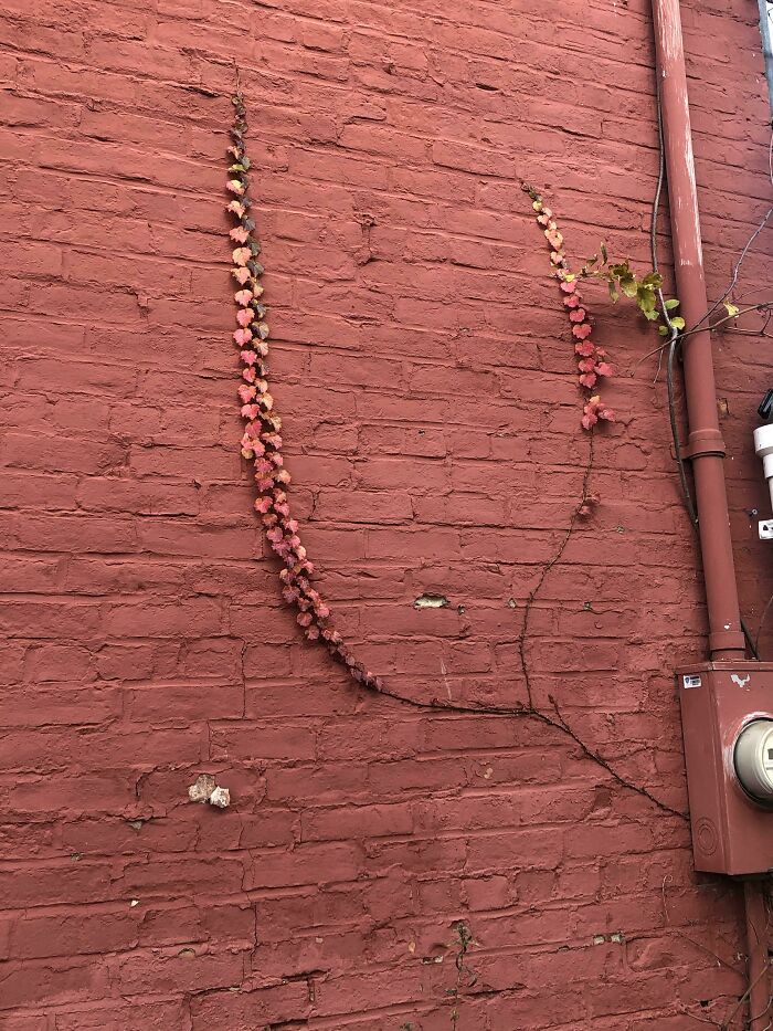 The Way This Ivy Blends With The Back Of This House (Hudson, NY)