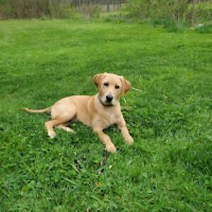 chrisgreenawalt avatar