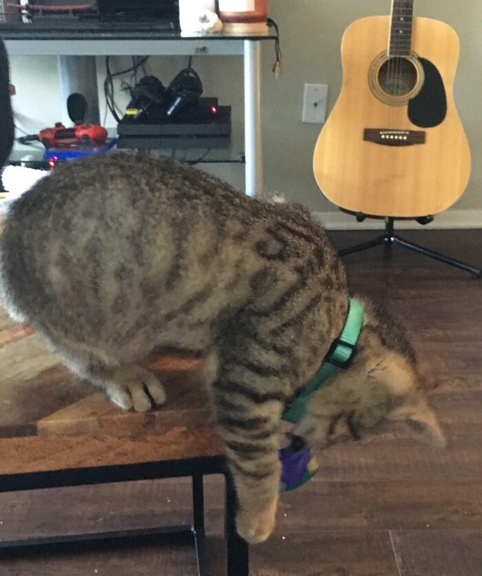 My Kitten Has A Perfect Number “5” On The Fur Print On His Shoulder