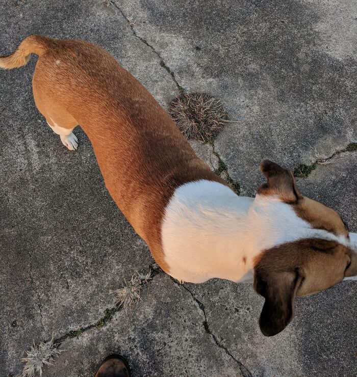 My Dog Has A White Spot In His Brown Fur And A Matching Brown Spot In His White Fur
