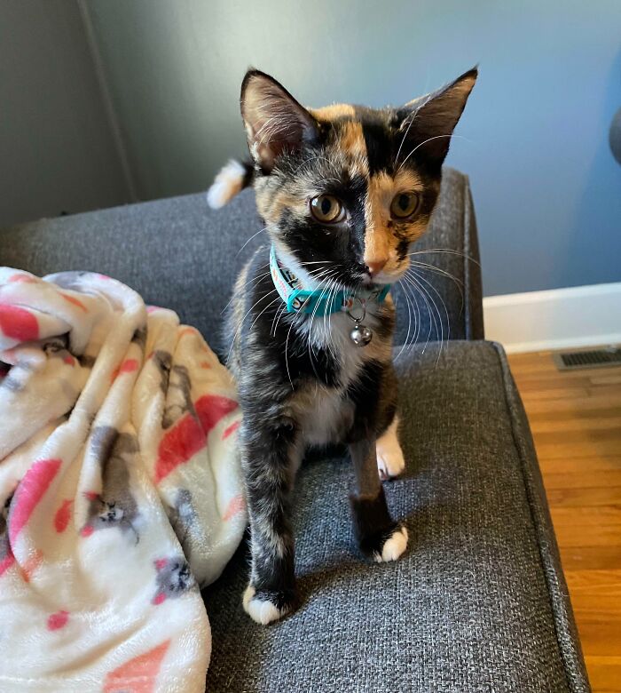 My Tortoiseshell Cat’s Fur Pattern Is Split Into 4 Quadrants