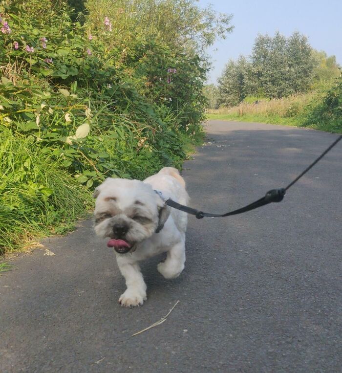 This Is Bruce. Those Eyebrows Have Not Been Drawn On And Are In Fact His Natural Fur