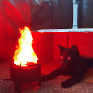 dorothybehunin avatar