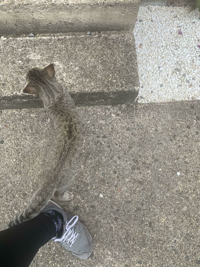 I Tried To Take A Photo Of A Small Cat Whilst I Was About To Leave For My Doctor’s Appointment