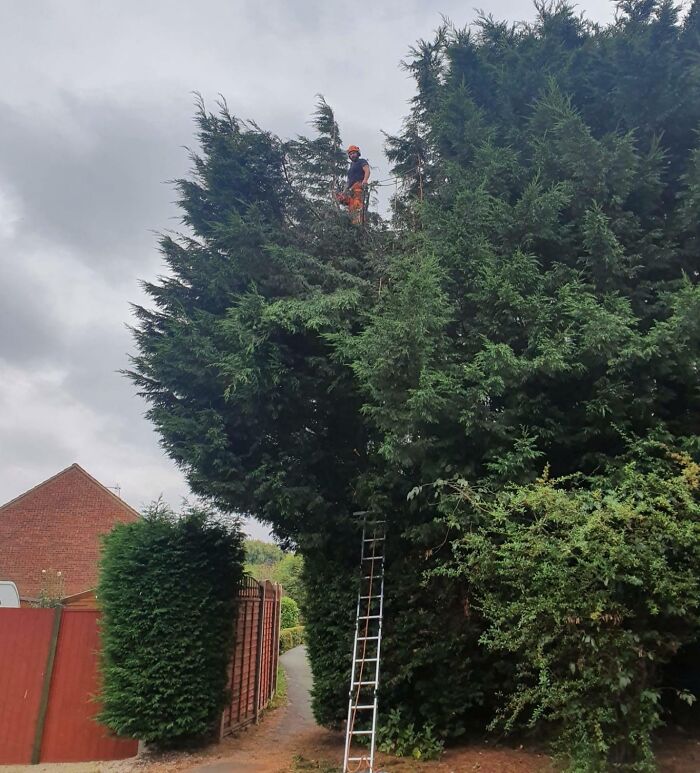 Thought I Looked Kinda Cool Standing On Top Of A Conifer I Was Reducing In Height