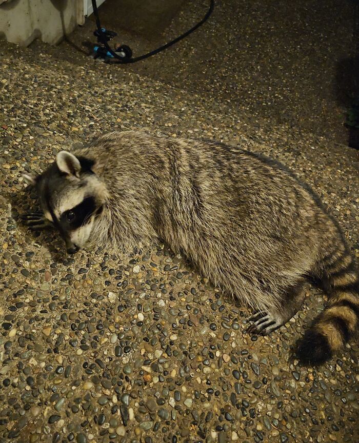 Nap Time Away From Her Litter. Love That She Feels Safe Enough To Relax On My Porch