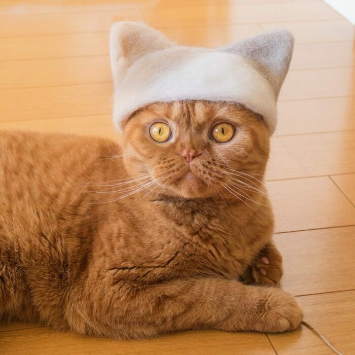 Cat wearing a tiny hat made by Umatan and Rojiman