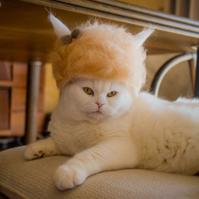 Cat wearing a tiny hat made by Umatan and Rojiman