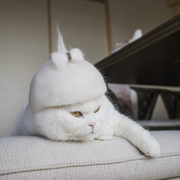 Cat wearing a tiny hat made by Umatan and Rojiman