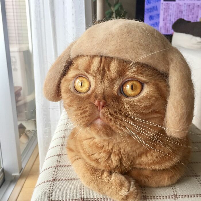 Cat wearing a tiny hat made by Umatan and Rojiman