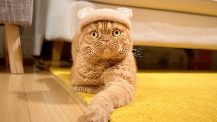 Cat wearing a tiny hat made by Umatan and Rojiman