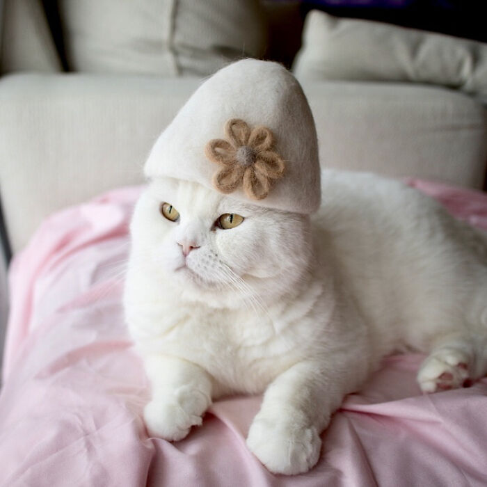 Cat wearing a tiny hat made by Umatan and Rojiman