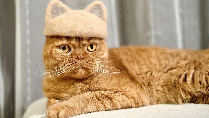 Cat wearing a tiny hat made by Umatan and Rojiman