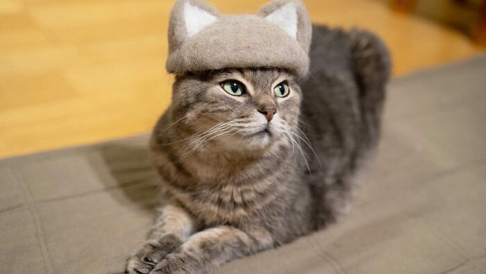 Cat wearing a tiny hat made by Umatan and Rojiman