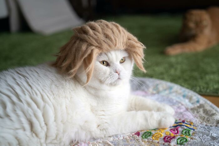 Cat wearing a tiny hat made by Umatan and Rojiman