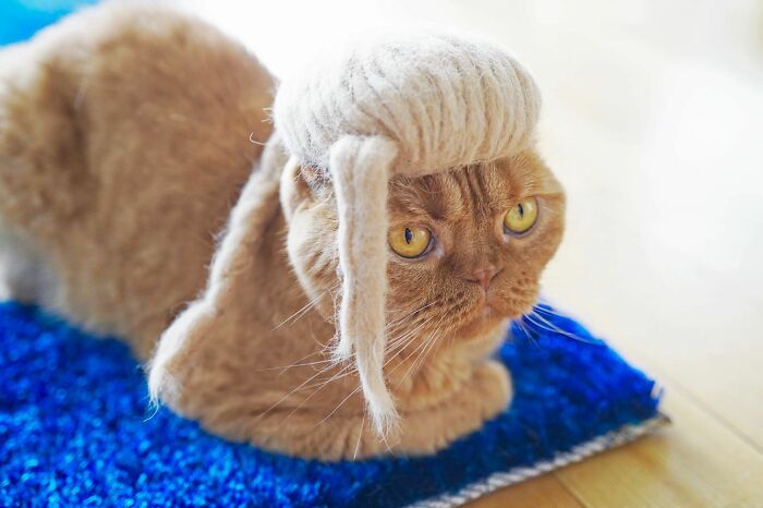 Cat wearing a tiny hat made by Umatan and Rojiman