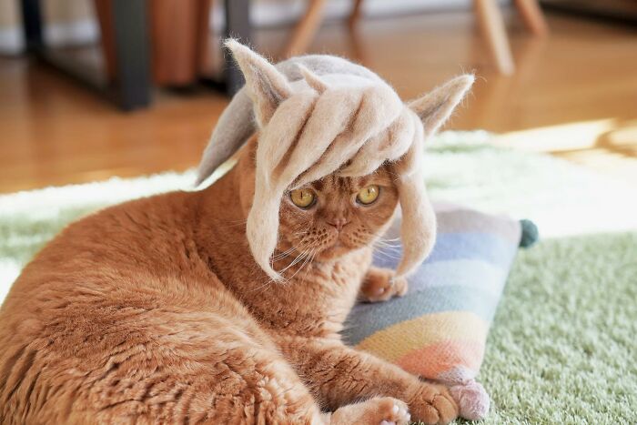 Cat wearing a tiny hat made by Umatan and Rojiman