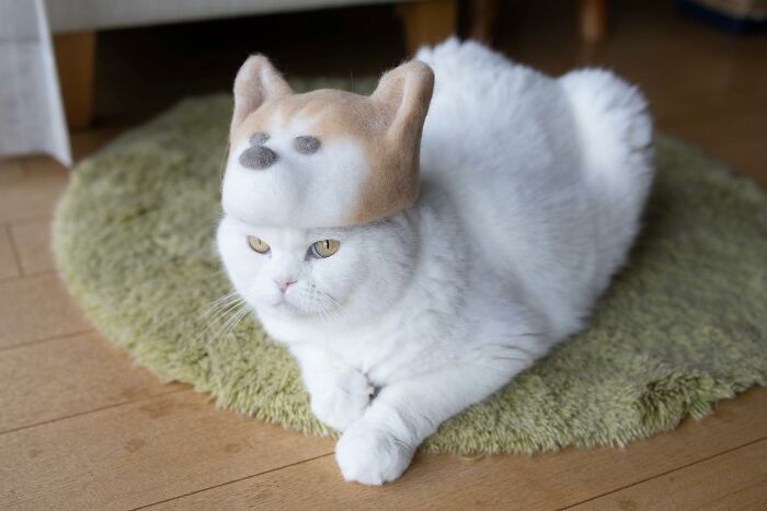 Cat wearing a tiny hat made by Umatan and Rojiman