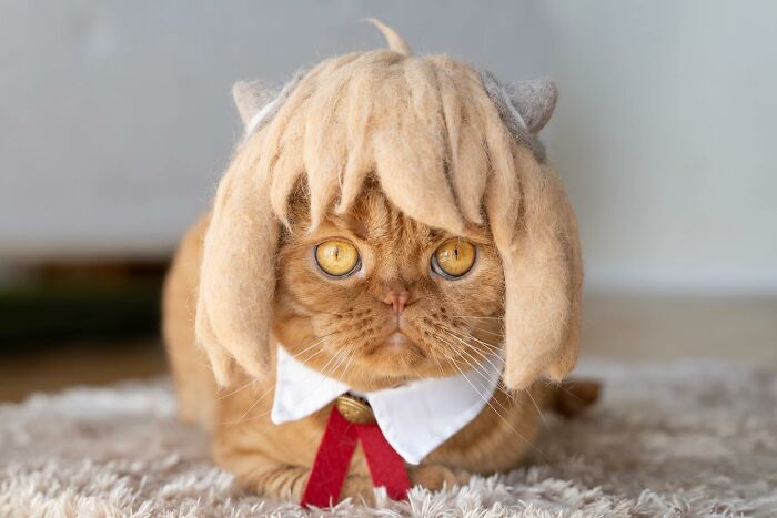 Cat wearing a tiny hat made by Umatan and Rojiman