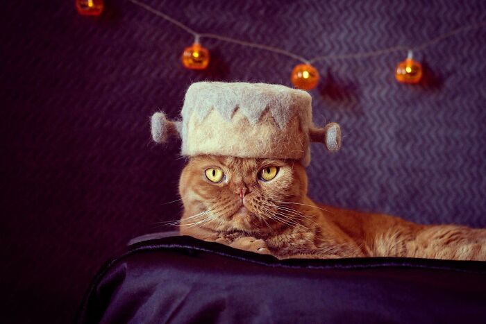 Cat wearing a tiny hat made by Umatan and Rojiman