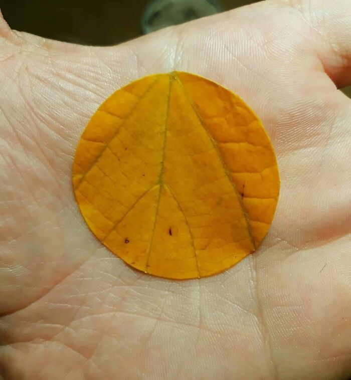 The Way The Veins Of The Leaf Align On The Creases Of The Hand