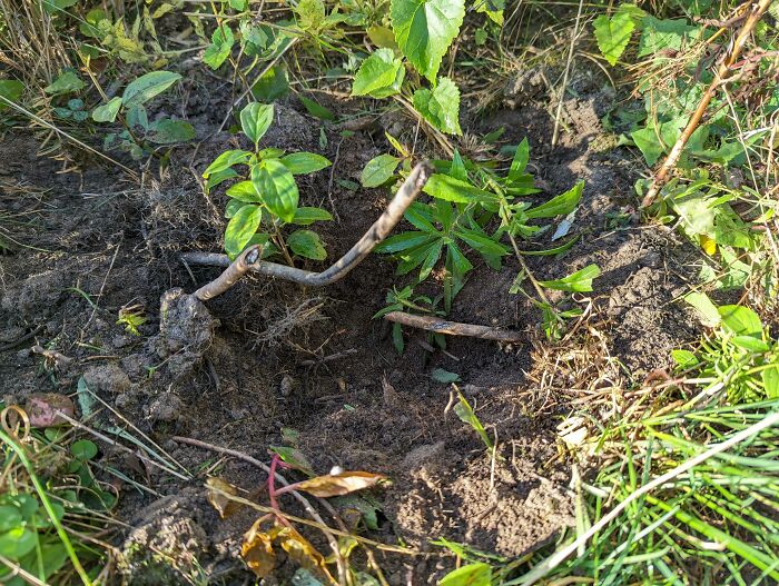 Neighbor Cut My Internet Line