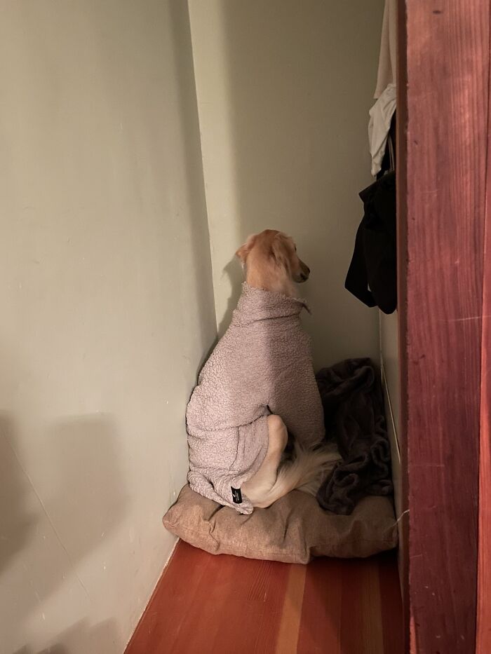 Our Sweet 7-Year-Old Dog Has A New Fireworks Phobia, Thanks To The Neighbor Who Just Had To Shoot Illegal Fireworks Off Above Our House