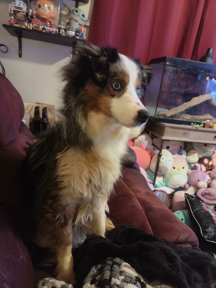 Neighbors Just Ditched Their Doggo At Our House And Moved. Sadly We Can't Keep It