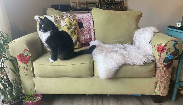 Thank You To Whichever User Suggested This Cat Scratch Patching. Love It So Much!