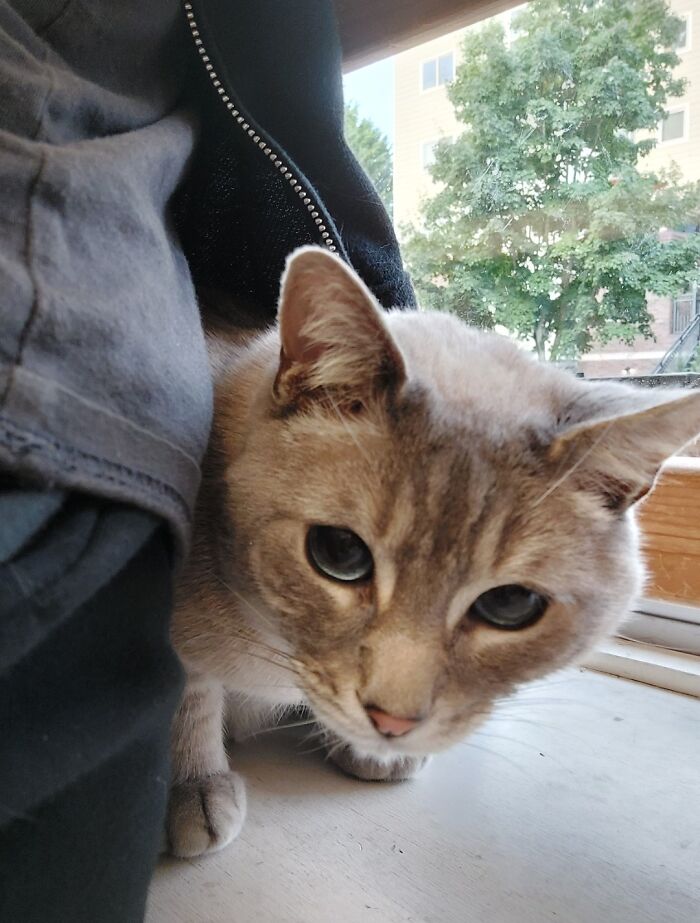 Cat At A Local Bookstore Likes To Squeeze Into My Hoodie