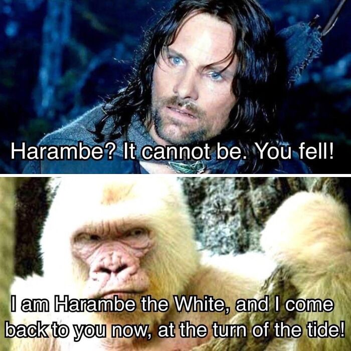 Middle Earth meme featuring a character surprised by Harambe the White.