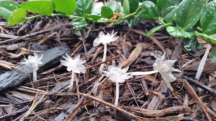 Found Some Translucent Flowers This Morning At Work