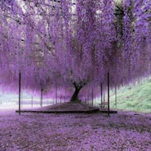 moniquerosewood avatar