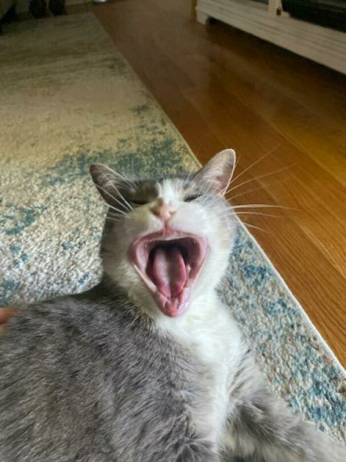 My Cat Had To Have All Of His Teeth Removed