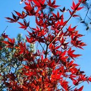 adsuperfine49 avatar