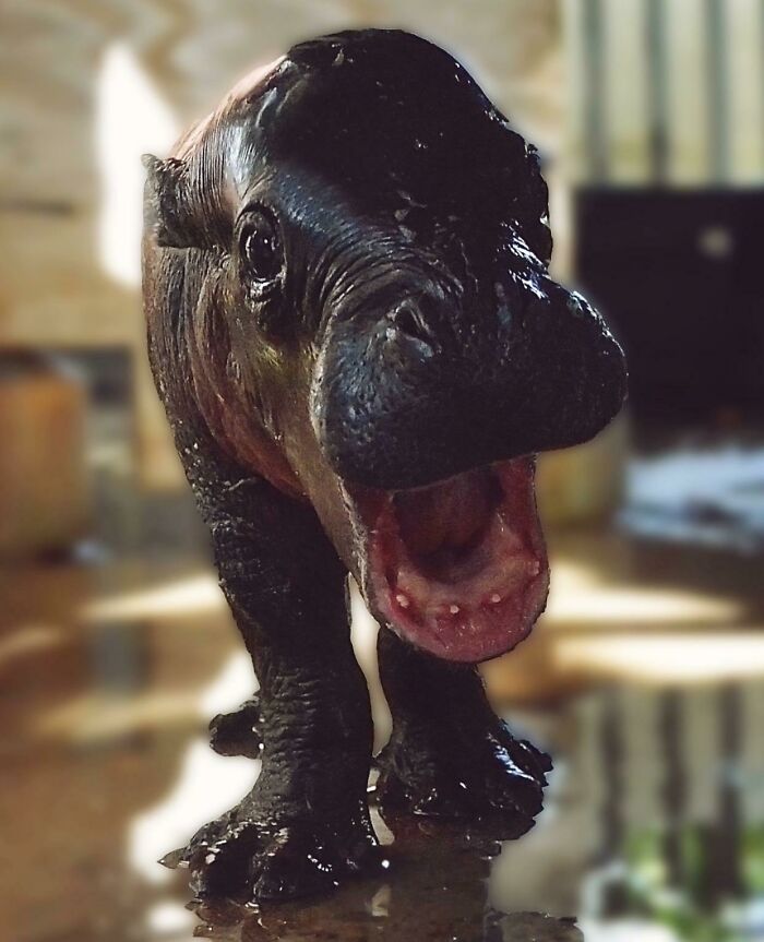 This Pygmy Hippo Calf That Was Just Born At My Local Zoo
