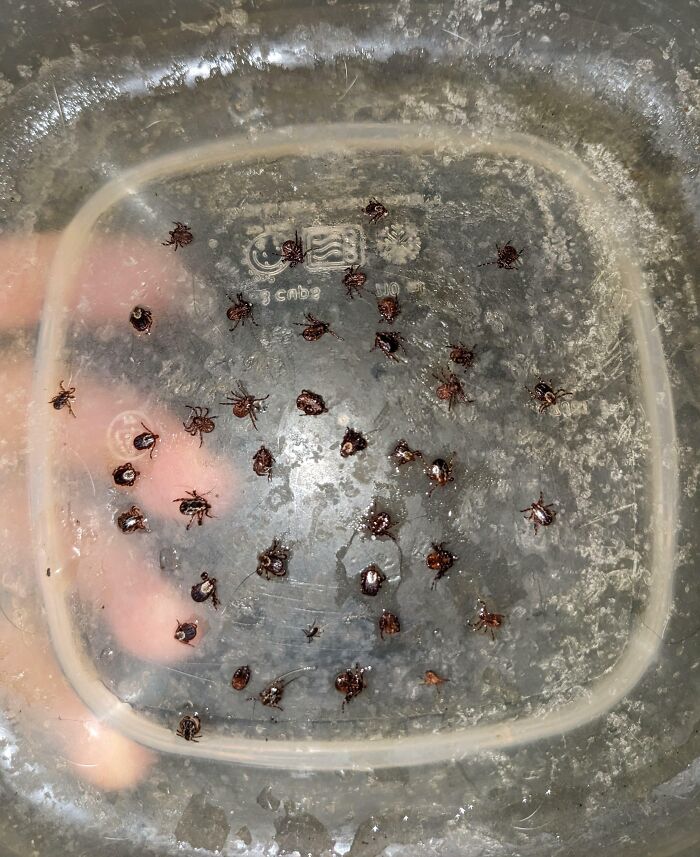 10-Minute Walk And I End Up Covered In About 40 Ticks