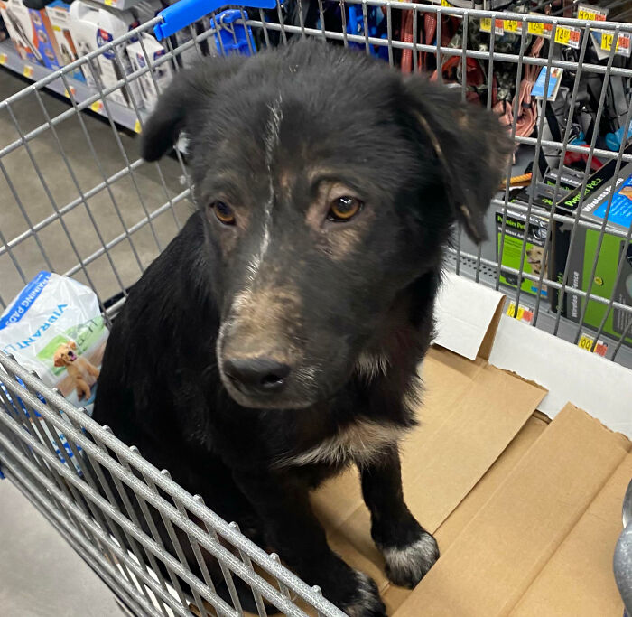 Found This Little Guy Abandoned In The Desert