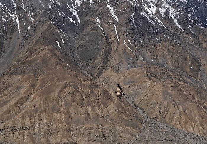A photograph of a flying Himalayan vulture by Adrita Dey