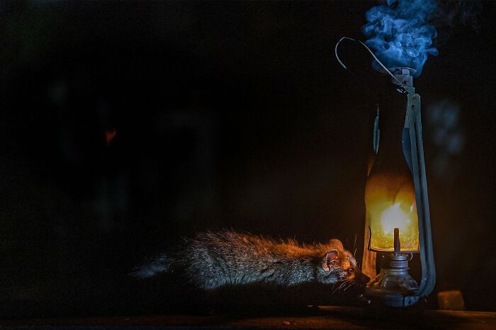 A photograph of a civet next to an old lantern by Arijit Das